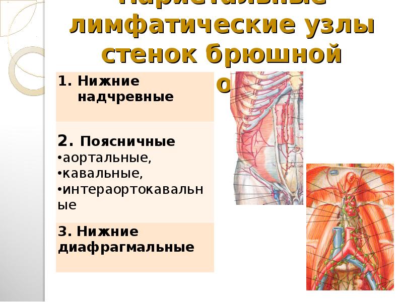 Забрюшинные лимфоузлы фото где находятся