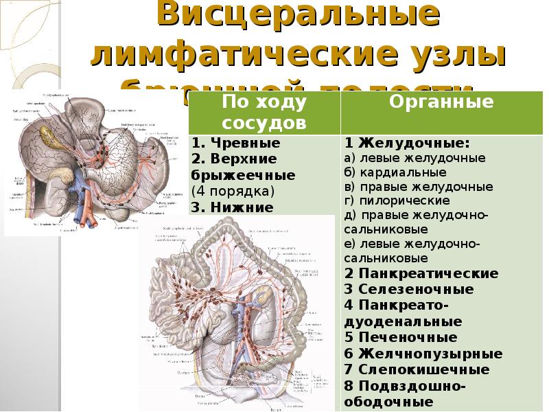 Брыжеечные лимфоузлы где находятся фото