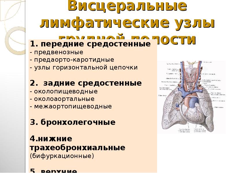 5 групп лимфоузлов. Париетальные лимфатические узлы грудной полости анатомия. Регионарные лимфоузлы грудной полости. Висцеральные лимфатические узлы. К висцеральным лимфатическим узлам грудной полости относятся.