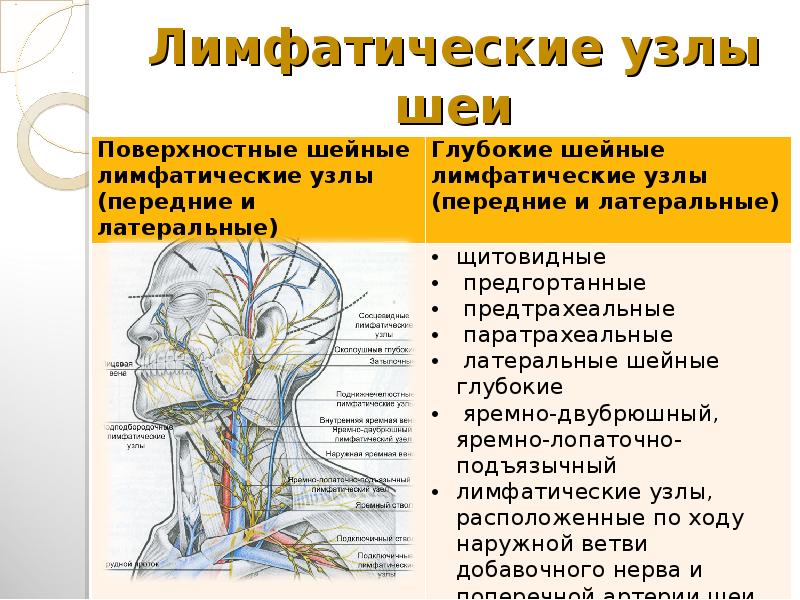 Лимфоузлы затылочные причины. Шейные яремные лимфоузлы. Схема лимфатической системы головы. Поверхностные шейные лимфатические узлы располагаются.