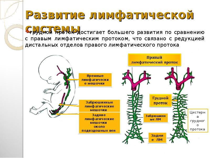 Система развивается. Схема формирования лимфатических протоков. Эмбриональное развитие лимфатической системы. Принцип формирования лимфатических протоков. Лимфатическая система элементы развития.