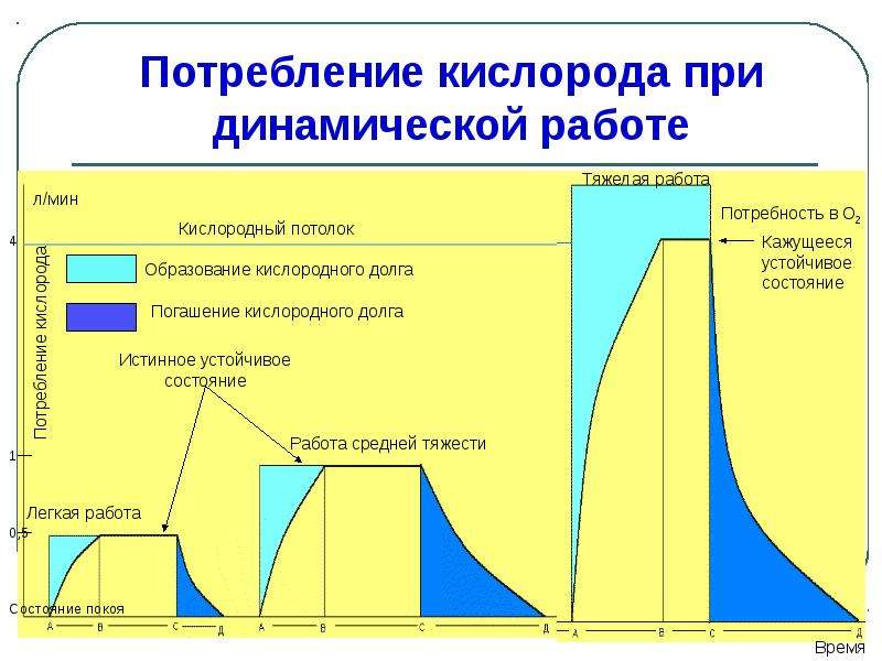 Физиологические особенности различных видов трудовой деятельности, слайд 13