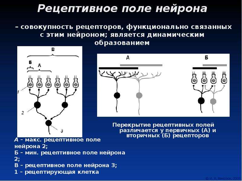 Рецептивное поле. Рецептивное поле физиология. Явление перекрытия рецептивных полей физиология. Рецептивное поле нейрона. Рецептивное поле рецептора.