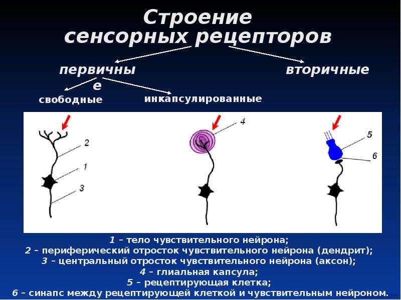 Первичная сенсорная система. Периферический отросток дендрит. Отростки чувствительных нейронов. Аксон чувствительного нейрона. Строение рецептора.