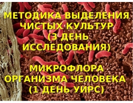 Микрофлора организма человека