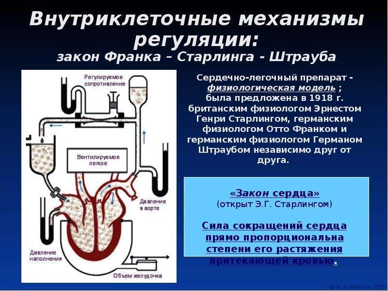 Физиология сердечно сосудистой системы. Закон Франка Старлинга механизм регуляции. Молекулярные механизмы закона Франка Старлинга. Закон Франка-Старлинга закон сердца. Механизмы регуляции сердечно-сосудистой системы.