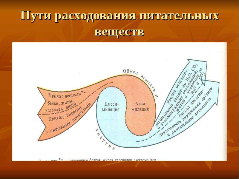 Презентация по физиологии обмен веществ