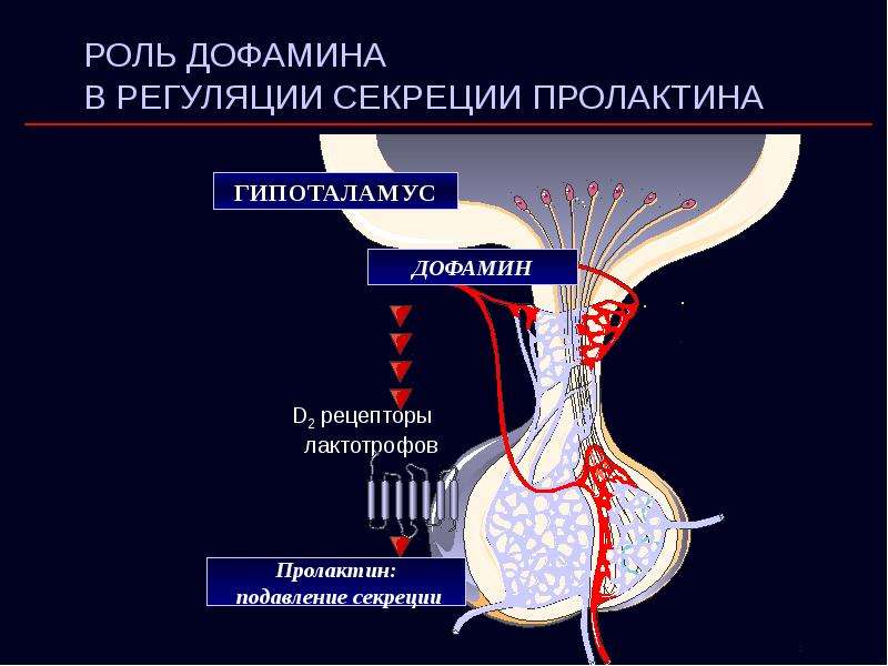 Гипоталамо гипофизарная система физиология презентация