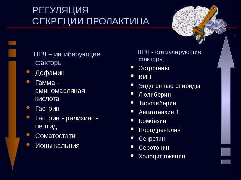 Фактор привел к увеличению. Регуляция выработки пролактина. Регуляция синтеза пролактина. Факторы увеличивающие секрецию пролактина. Регуляция секреции пролактина.