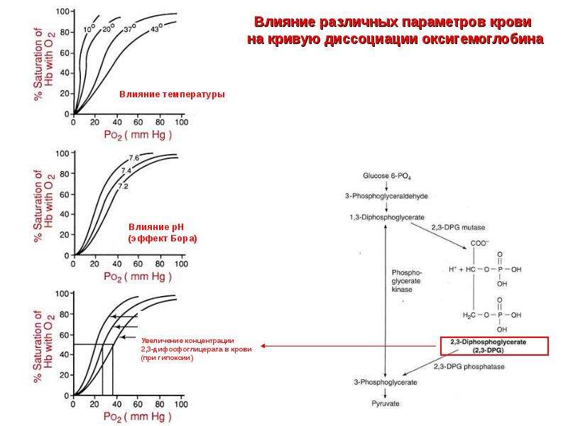 Диссоциация оксигемоглобина