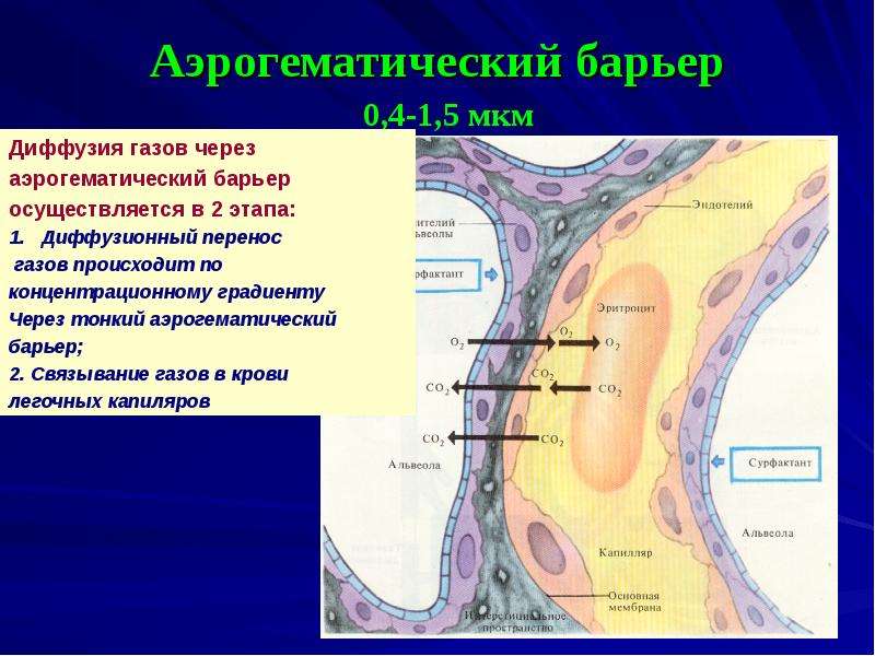 Схема строения аэрогематического барьера