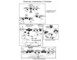 GPCR