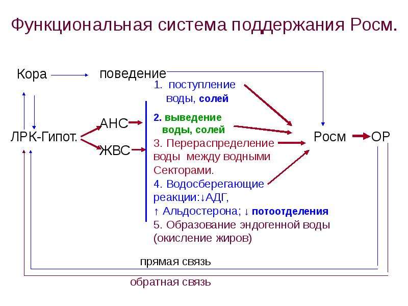 Характеристика крови как части внутренней среды организма, слайд 17