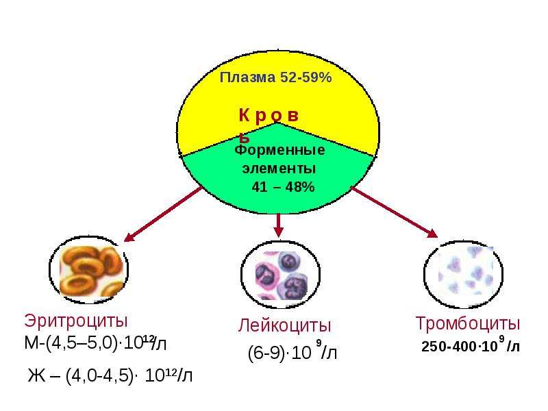 Характеристика крови как части внутренней среды организма, слайд 7