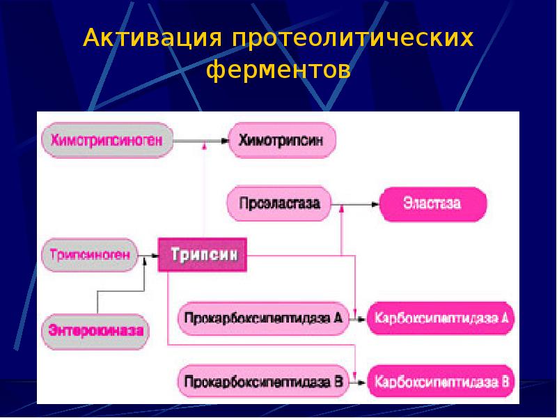 Схема активации протеолитических ферментов поджелудочной железы