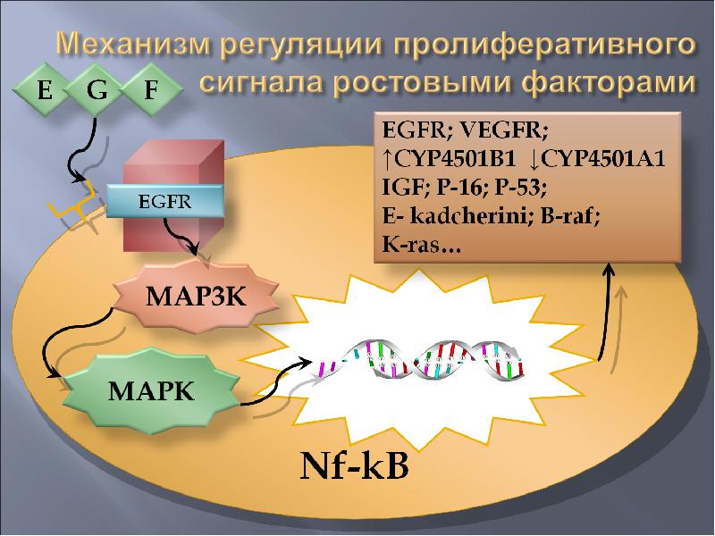 Механизмы канцерогенеза презентация