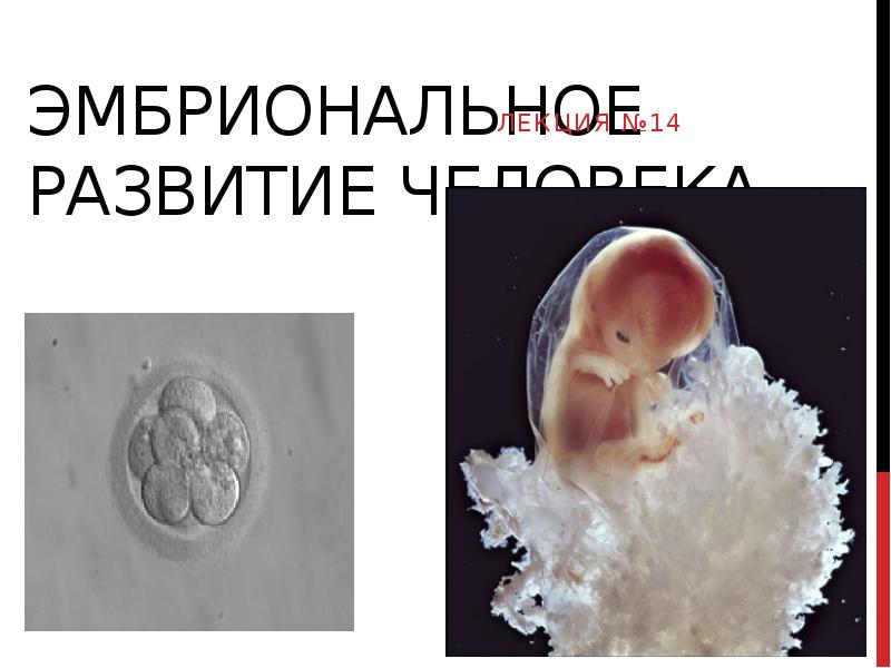 Эмбриональное развитие человека презентация 8 класс