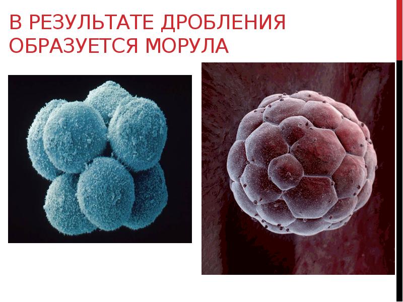 Клетки образующиеся в результате дробления