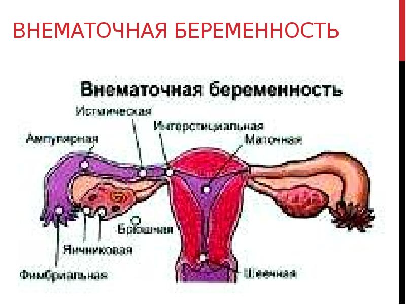 Эмбриональное развитие человека презентация 8 класс