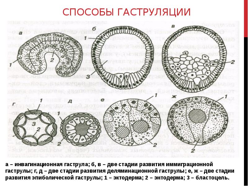 Схема зародыша человека в конце ранней гаструляции 13 е сутки развития