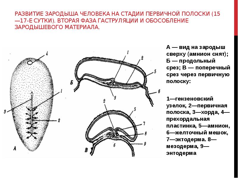 Первичный узелок. Первичная полоска зародыша развитие. Стадия формирования первичной полоски. Первичная полоска эмбриона человека. Зародыш на стадии первичной полоски.