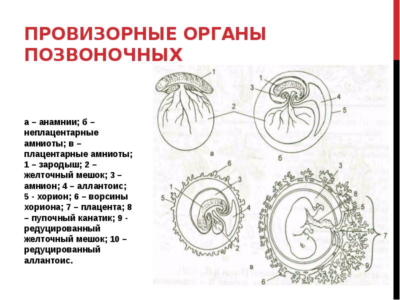 Эмбрион строение. Провизорные органы эмбриона человека. Хорион амнион желточный мешок. Хорион у млекопитающих. Амнион хорион аллантоис.