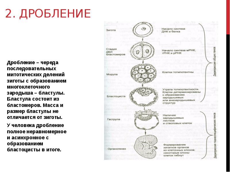 Дробление процесс образования. Отличие дробления от митотического деления. Отличие деления дробления зародыша от митотического деления. Особенности митотических делений дробления. Чем отличается дробление от митотического деления клетки.