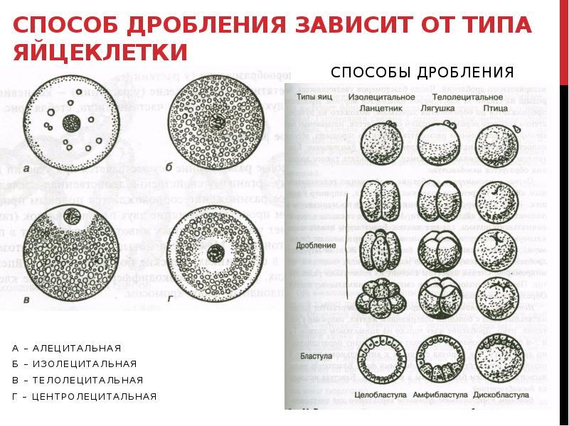 Способы дробления клетки. Тип дробления центролецитальных яйцеклеток. Типы яйцеклеток алецитальные. Типы яйцеклеток изолецитальные строение. Типы дробления зиготы рисунок.