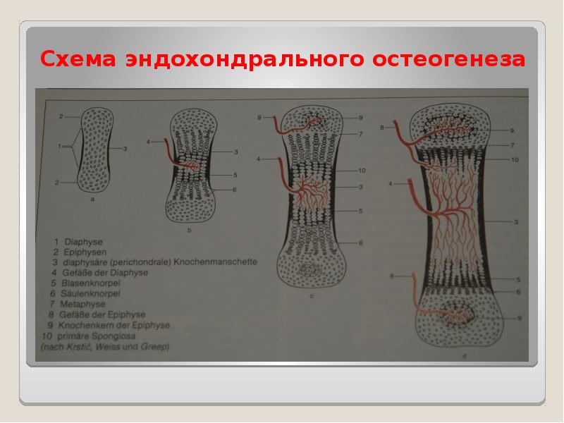 Схема непрямого остеогенеза гистология