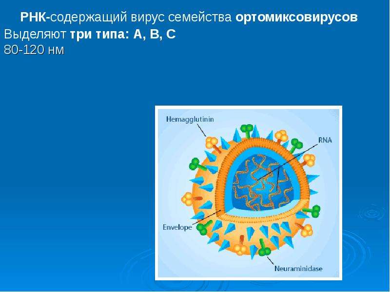 Какой вирус содержит рнк. РНК содержащие вирусы. РНК содержащие вирусы семейства. Семейство ортомиксовирусы. Ортомиксовирусы микробиология.