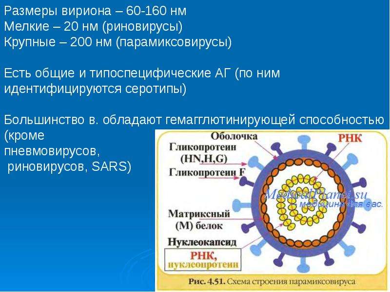 Парамиксовирусы