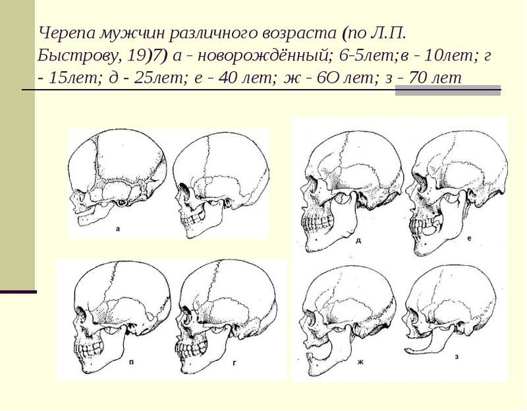 Череп младенца анатомия рисунок