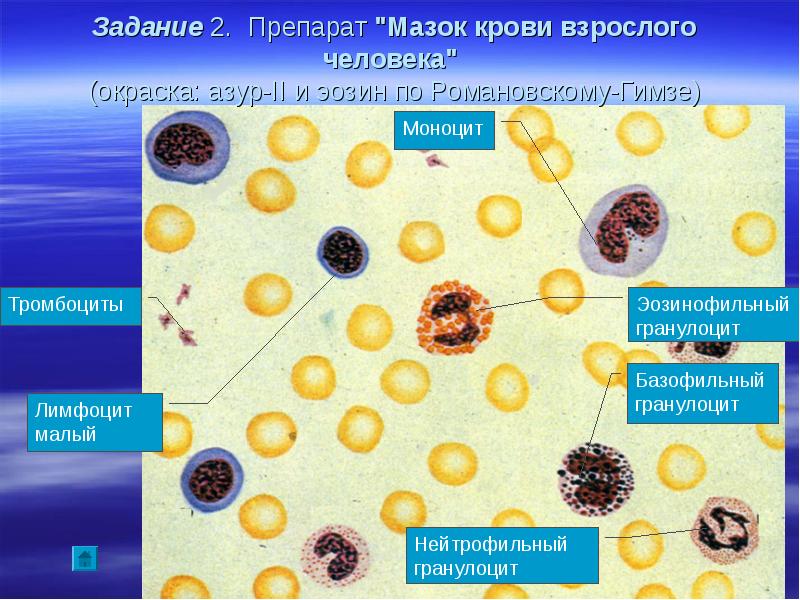 Тромбоциты в мазке крови фото