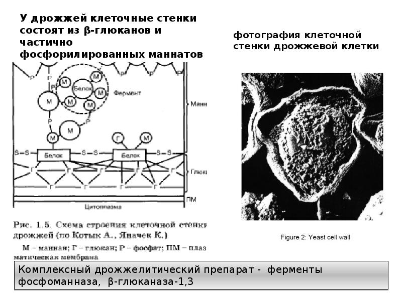 Стенки дрожжей как адсорбент