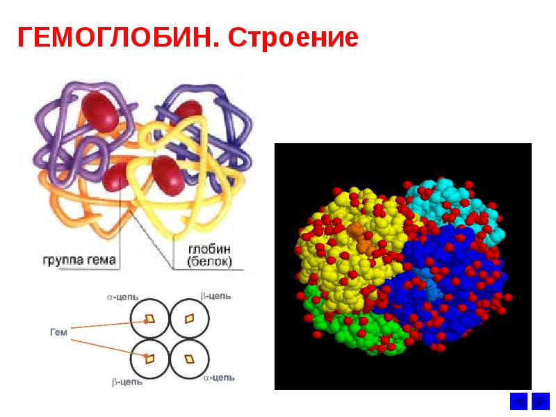 Гемоглобин биохимия презентация