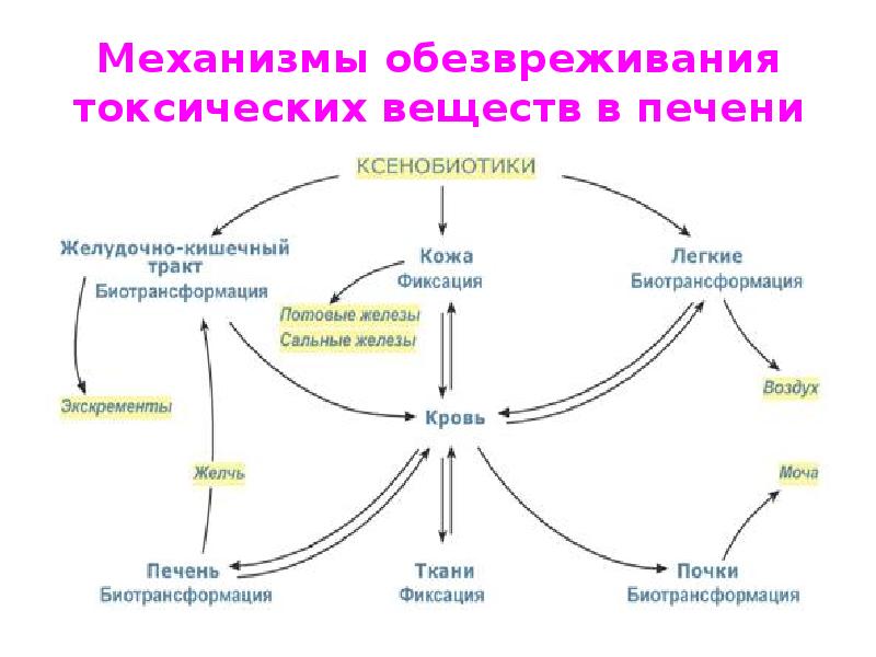 Реферат: Обезвреживание токсических веществ в организме. Биотрансформация лекарств