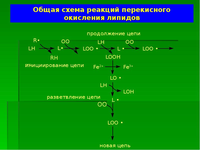 Схема участия усиленного перекисного окисления липидов в развитии патологии нейронов