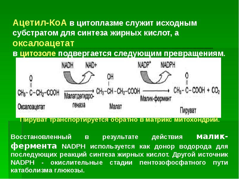 Ацетил сайт. Исходный субстрат синтеза жирных кислот. Коферменты синтеза жирных кислот. Исходный субстрат для синтеза жирных кислот поступает в цитоплазму. Исходным субстратом для синтеза жирных кислот является:.