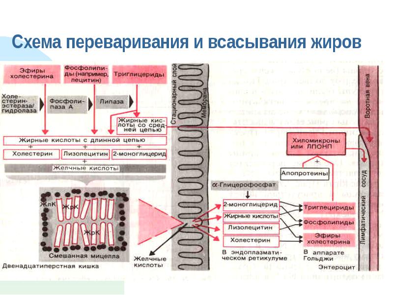 Всасывание углеводов презентация