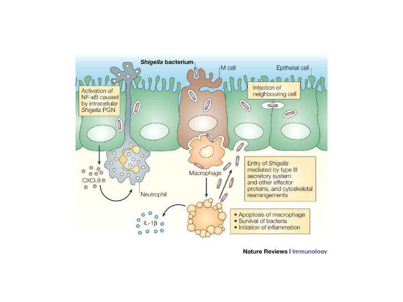 Возбудители дизентерии Семейство Enterobacteriaceae, слайд 16