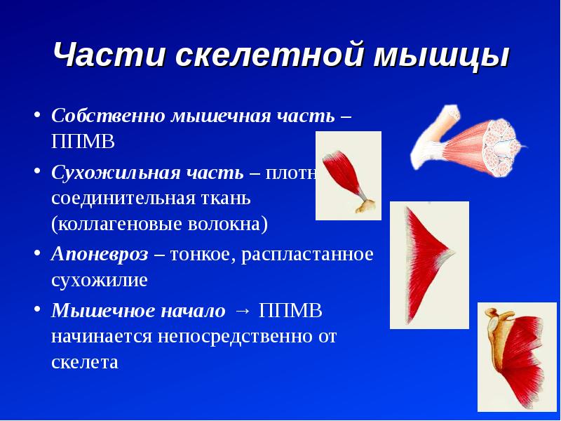 Работа скелетных мышц