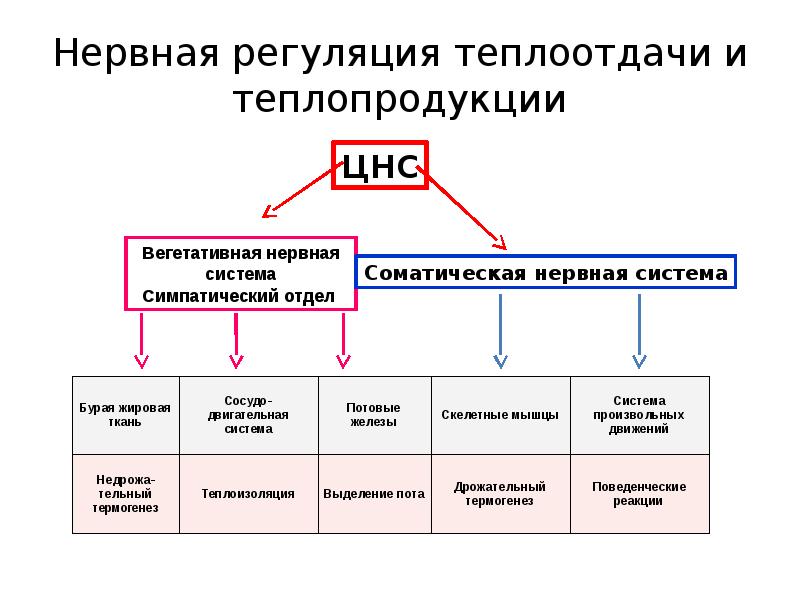 Обмен энергии теплообмен. Физиология терморегуляции. Теплопродукция. Теплоотдача.. Регуляция теплопродукции физиология. Регуляция теплообразования и теплоотдачи физиология. Теплопродукция и теплоотдача.