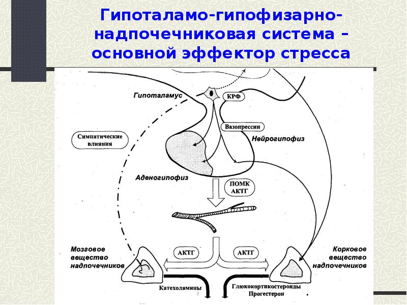 Стресс патофизиология презентация