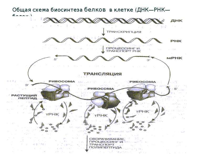 Участки синтеза белка