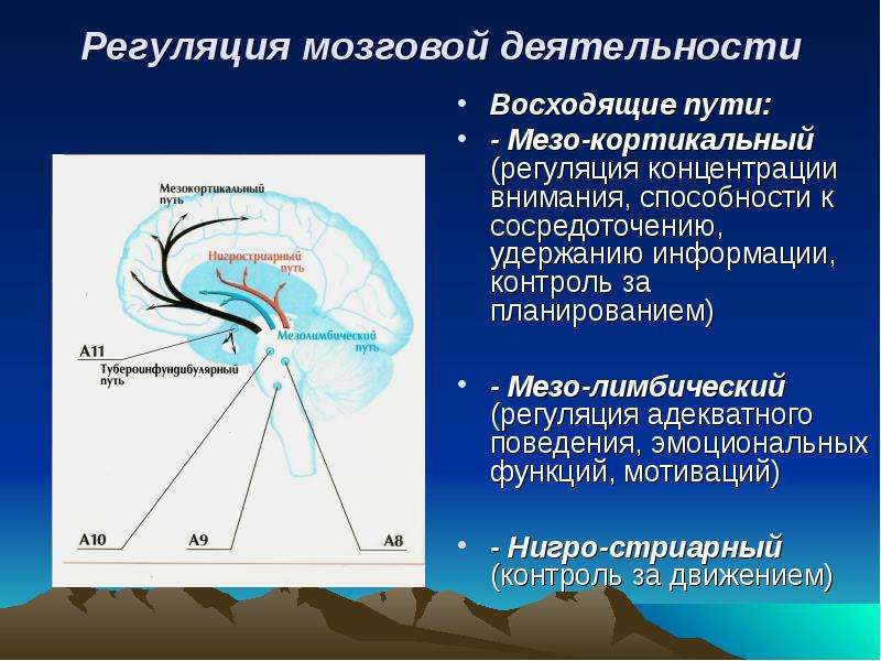 Регуляция мозга. Кортикальная регуляция это. Регуляция головного мозга. Регуляция деятельности головного мозга. Регуляция сосудов головного мозга.