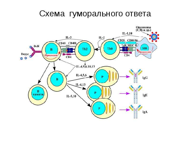 Схема иммунной реакции