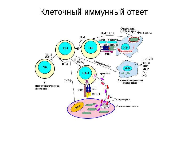 Иммунный ответ человека