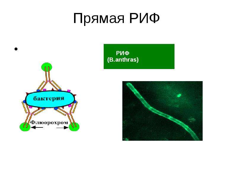 Схема риф микробиология