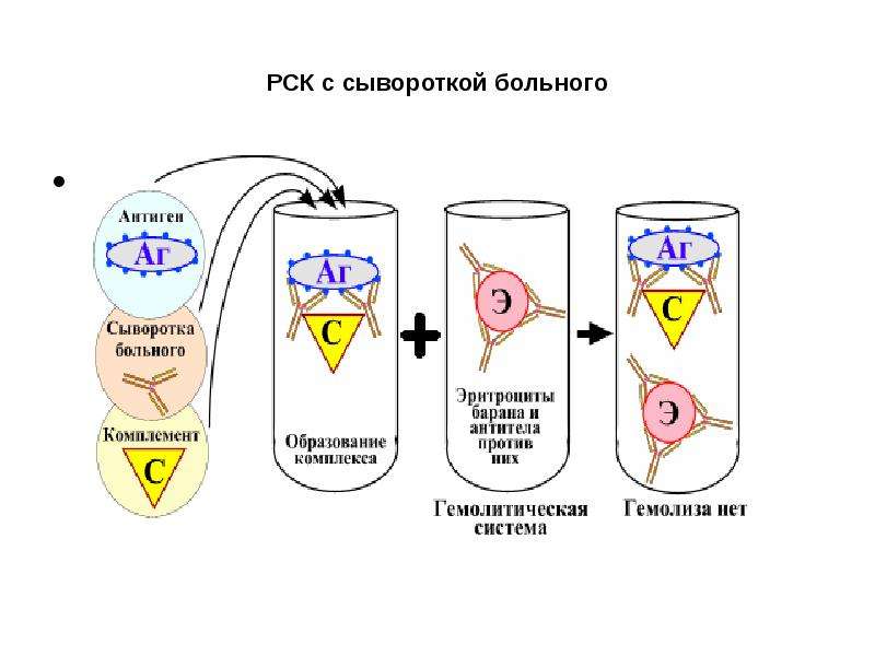 Схема постановки реакции связывания комплемента рск