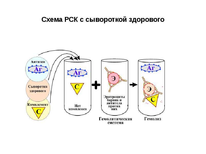 Рск расшифровка. Реакция связывания комплемента схема. Схема реакции связывания комплемента (РСК). Сыворотка гемолитическая для реакции связывания комплемента. Реакция связывания комплемента с сывороткой здорового.